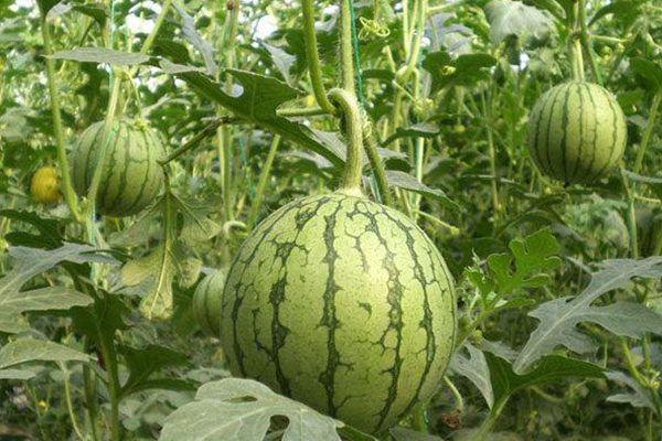 無土栽培，無土栽培技術，無土栽培設備