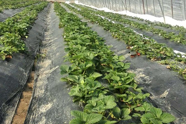 無土栽培,無土栽培技術,無土栽培設備