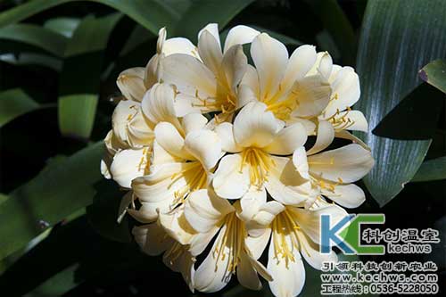 無土栽培，無土栽培技術，無土栽培設備