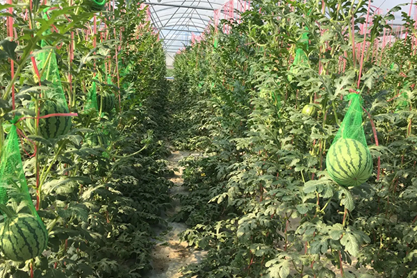 無土栽培，無土栽培技術，無土栽培設備