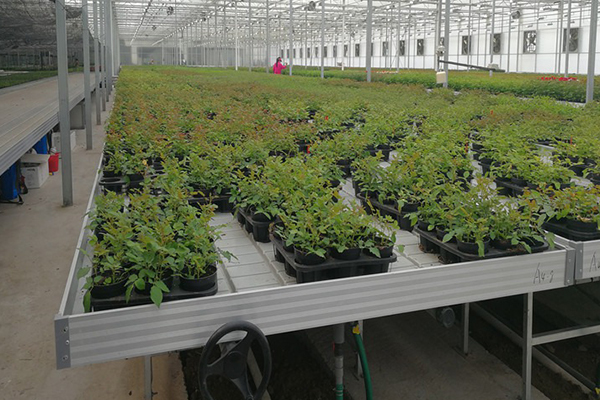 無(wú)土栽培，無(wú)土栽培技術(shù)，無(wú)土栽培設(shè)備