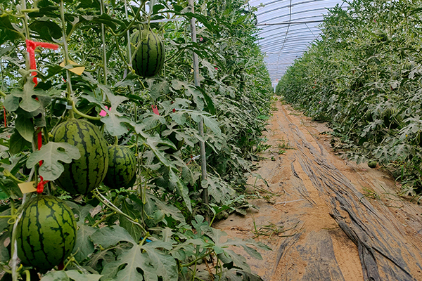 無土栽培，無土栽培技術，無土栽培設備