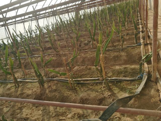 無土栽培，無土栽培技術，無土栽培設備