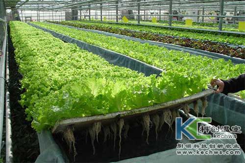 無土栽培，無土栽培技術，無土栽培設備