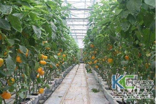 無(wú)土栽培,無(wú)土栽培建設(shè),甜椒