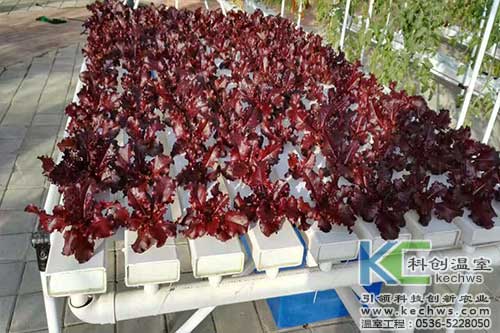 無(wú)土栽培,無(wú)土栽培設(shè)備,內(nèi)蒙古