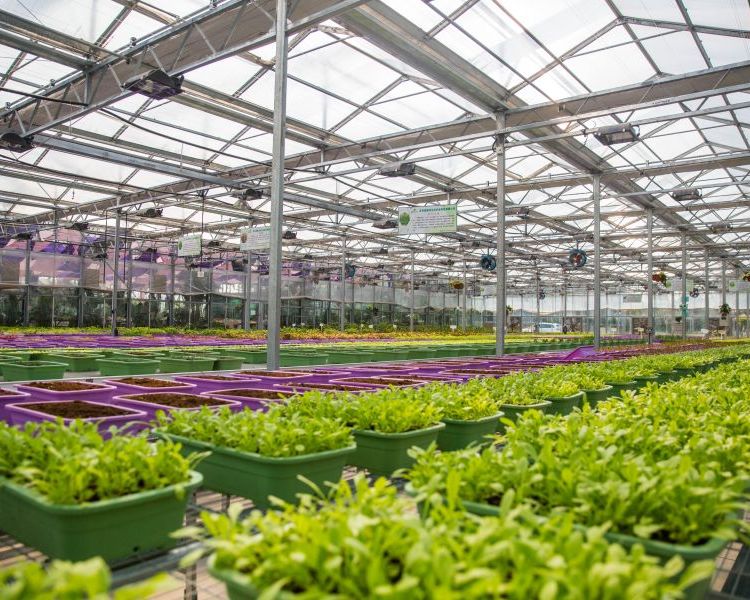 無(wú)土栽培，無(wú)土栽培技術(shù)，無(wú)土栽培設(shè)備