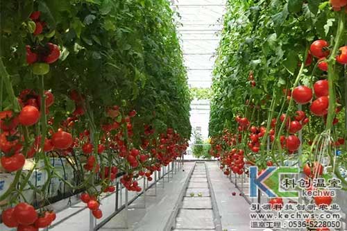 無(wú)土栽培，無(wú)土栽培技術(shù)，無(wú)土栽培設(shè)備