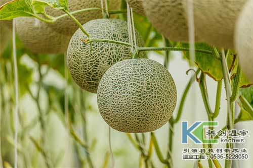 無土栽培，無土栽培技術(shù)，無土栽培設(shè)備