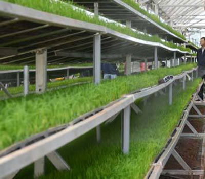 無(wú)土栽培，無(wú)土栽培技術(shù)，無(wú)土栽培設(shè)備