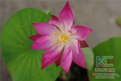 無土栽培，無土栽培技術，無土栽培設備