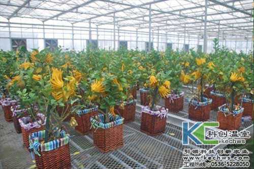 無土栽培,無土栽培技術(shù),無土栽培設(shè)備