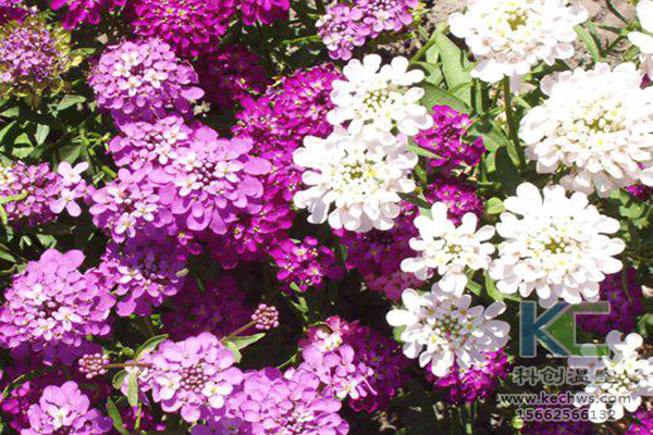 無土栽培，無土栽培技術(shù)，無土栽培設(shè)備