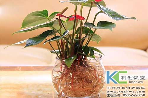 無(wú)土栽培，無(wú)土栽培技術(shù)，無(wú)土栽培設(shè)備