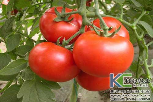 無土栽培，無土栽培技術(shù)，無土栽培設(shè)備