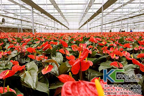 無土栽培，無土栽培技術(shù)，無土栽培設(shè)備