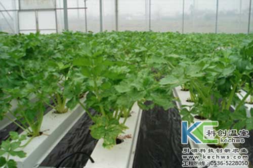 無土栽培，無土栽培技術，無土栽培設備