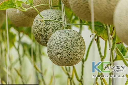 無(wú)土栽培，無(wú)土栽培技術(shù)，無(wú)土栽培設(shè)備