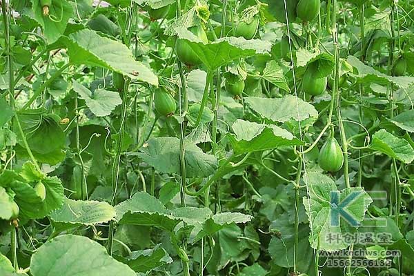 無土栽培，無土栽培技術(shù)，無土栽培設(shè)備