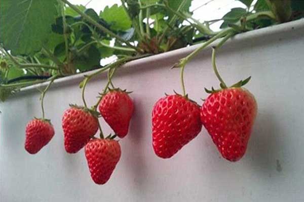 無土栽培，無土栽培技術(shù)