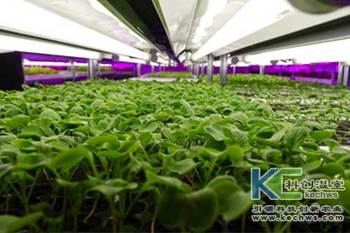 無土栽培，無土栽培技術，無土栽培設備