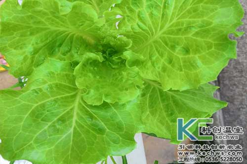 無土栽培，無土栽培技術，無土栽培設備