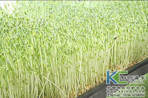 無土栽培，無土栽培技術，無土栽培設備