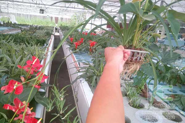 無土栽培，無土栽培技術，無土栽培設備