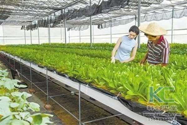 無土栽培，無土栽培技術(shù)，無土栽培設(shè)備