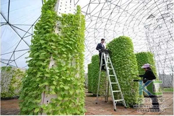 無土栽培，無土栽培技術，無土栽培設備