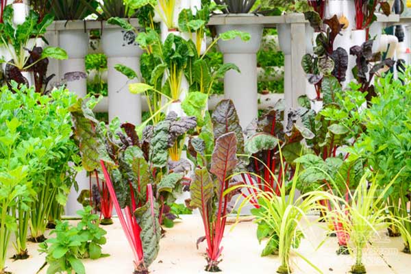 無土栽培，無土栽培技術(shù)，無土栽培設(shè)備