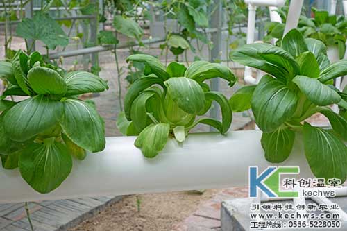 無土栽培,無土栽培技術,無土栽培設備