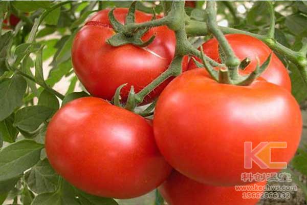 無土栽培，無土栽培技術(shù)，無土栽培設(shè)備