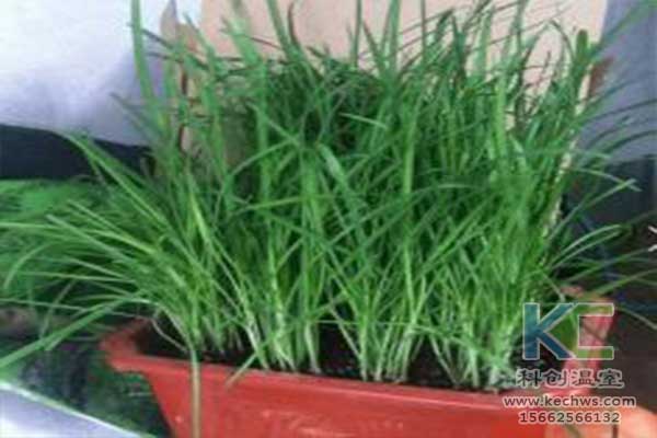 無(wú)土栽培，無(wú)土栽培技術(shù)，無(wú)土栽培設(shè)備