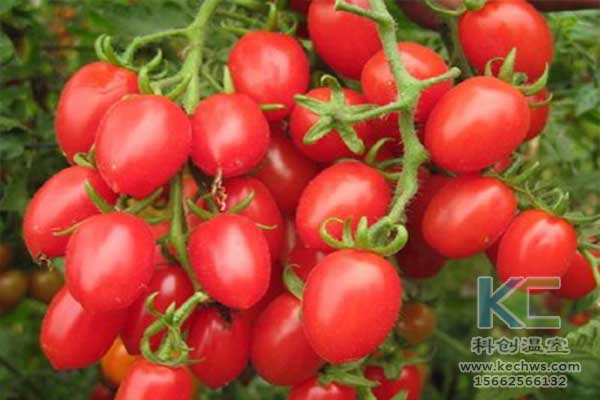 無土栽培，無土栽培技術，無土栽培設備