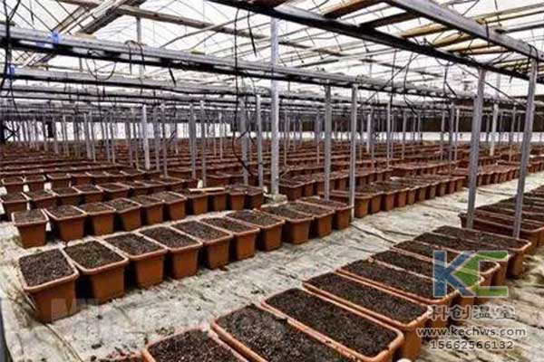無土栽培，無土栽培技術，無土栽培設備