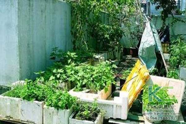 無土栽培，無土栽培技術，無土栽培設備