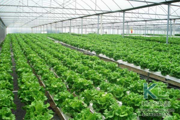 無土栽培，無土栽培技術，無土栽培設備