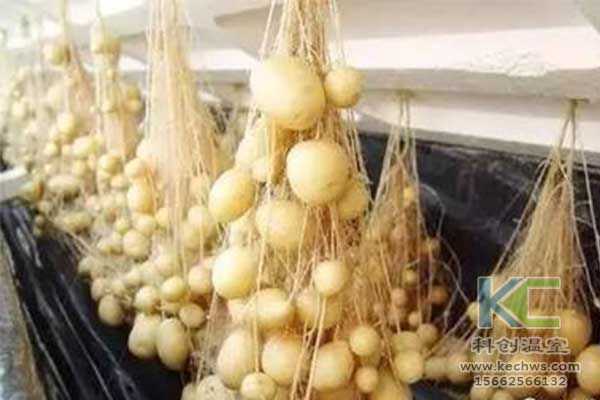 無土栽培，無土栽培技術(shù)，無土栽培設(shè)備