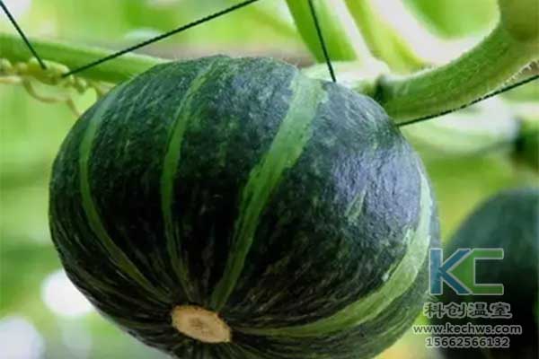 無土栽培，無土栽培技術，無土栽培設備