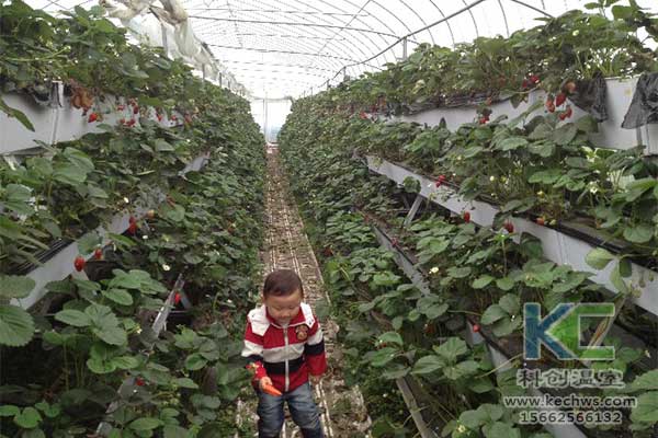 無土栽培，無土栽培技術(shù)，無土栽培設(shè)備