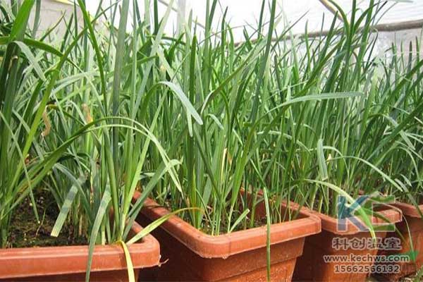 無土栽培，無土栽培技術，無土栽培設備