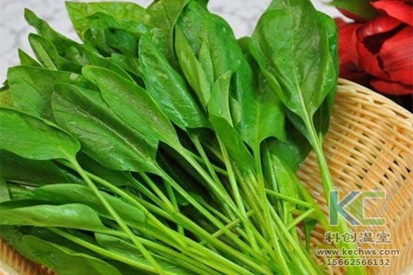 無土栽培，無土栽培技術