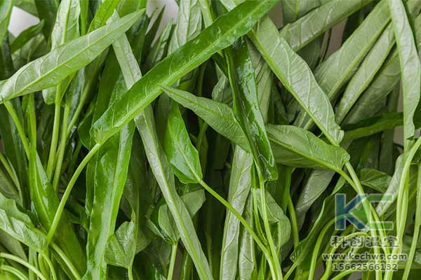 無土栽培，無土栽培技術