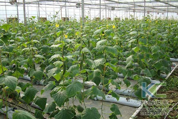 無土栽培，無土栽培技術