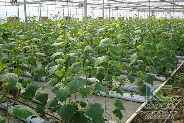 無土栽培，無土栽培技術(shù)，無土栽培設(shè)備