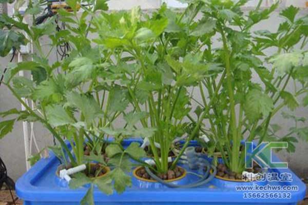 無土栽培，無土栽培技術，無土栽培設備