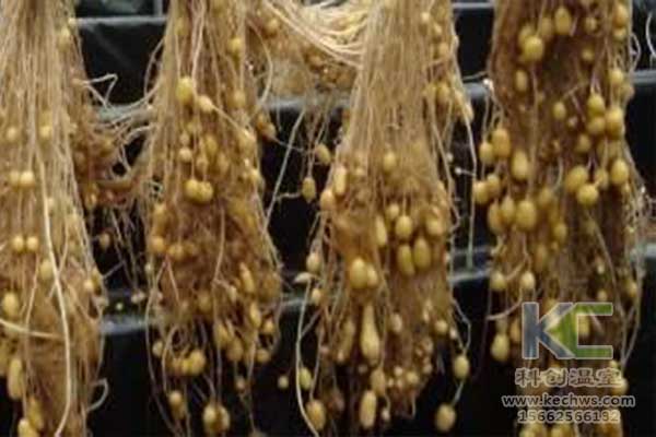 無土栽培，無土栽培技術，無土栽培設備