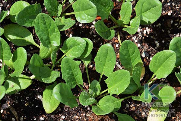 無土栽培，無土栽培技術，無土栽培設備