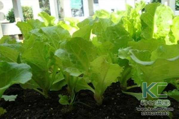 無土栽培，無土栽培技術(shù)，無土栽培設(shè)備